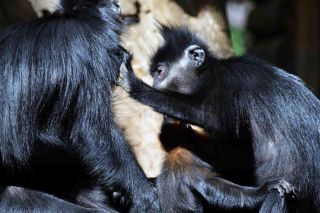 「写楽」さんからの投稿写真＠よこはま動物園ズーラシア