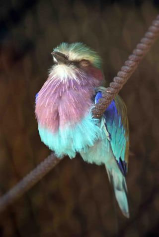 「写楽」さんからの投稿写真＠よこはま動物園ズーラシア