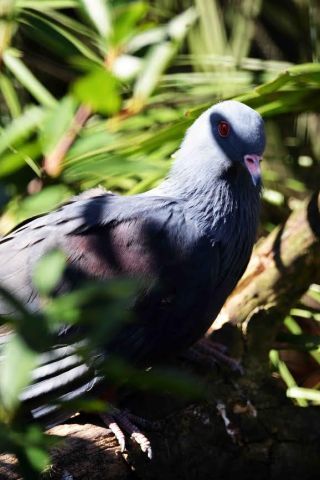 「写楽」さんからの投稿写真＠よこはま動物園ズーラシア