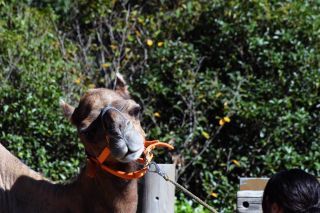 「写ガール」さんからの投稿写真＠よこはま動物園ズーラシア