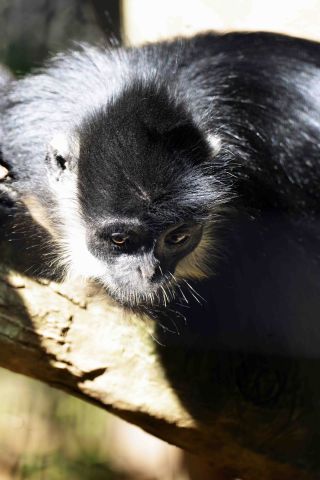 「写楽」さんからの投稿写真＠よこはま動物園ズーラシア