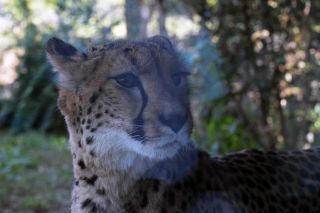 「写ガール」さんからの投稿写真＠よこはま動物園ズーラシア