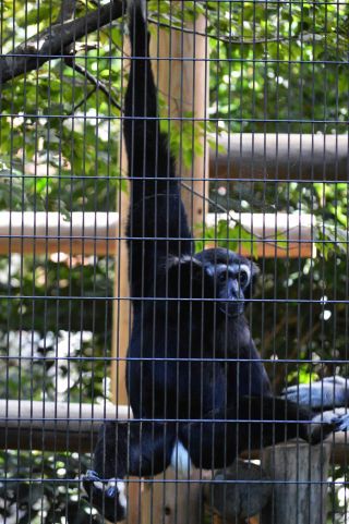 「写ガール」さんからの投稿写真＠よこはま動物園ズーラシア