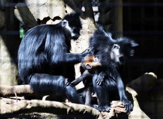 「写楽」さんからの投稿写真＠よこはま動物園ズーラシア