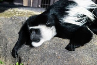 「写ガール」さんからの投稿写真＠よこはま動物園ズーラシア