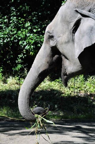 「写ガール」さんからの投稿写真＠よこはま動物園ズーラシア