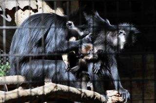 「写ガール」さんからの投稿写真＠よこはま動物園ズーラシア