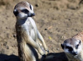 「写楽」さんからの投稿写真＠よこはま動物園ズーラシア