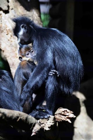 「写楽」さんからの投稿写真＠よこはま動物園ズーラシア