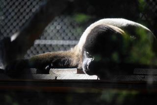 「写ガール」さんからの投稿写真＠よこはま動物園ズーラシア