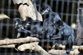 「写楽」さんからの投稿写真＠よこはま動物園ズーラシア