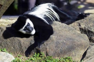 「写楽」さんからの投稿写真＠よこはま動物園ズーラシア