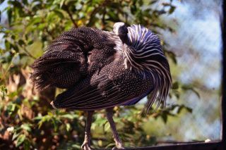 「写楽」さんからの投稿写真＠よこはま動物園ズーラシア