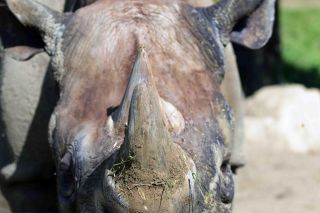 「写楽」さんからの投稿写真＠よこはま動物園ズーラシア