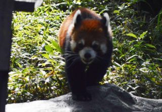 「写ガール」さんからの投稿写真＠よこはま動物園ズーラシア