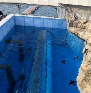 「まゆぼう」さんからの投稿写真＠横浜・八景島シーパラダイス