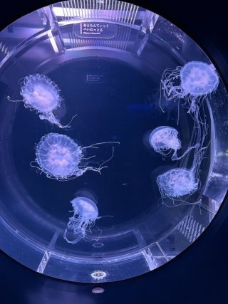 「まゆぼう」さんからの投稿写真＠京都水族館
