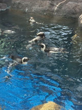 「まゆぼう」さんからの投稿写真＠京都水族館