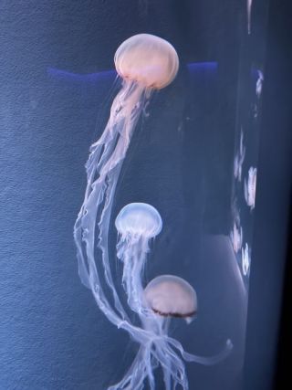 「まゆぼう」さんからの投稿写真＠京都水族館