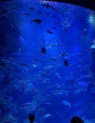 「まゆぼう」さんからの投稿写真@京都水族館