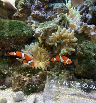 「まゆぼう」さんからの投稿写真＠京都水族館