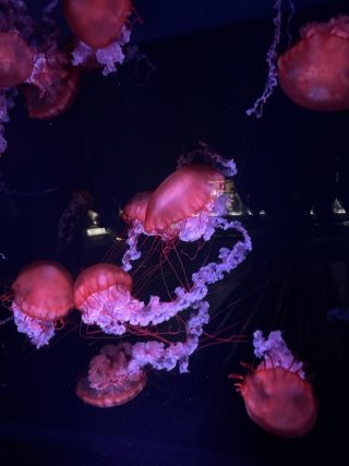 「まゆぼう」さんからの投稿写真＠京都水族館