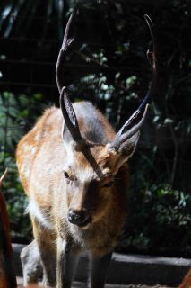 「写ガール」さんからの投稿写真＠夢見ヶ崎動物公園