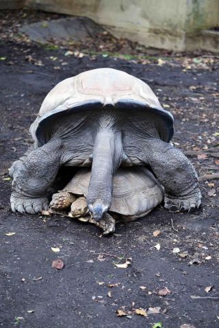 「写楽」さんからの投稿写真＠夢見ヶ崎動物公園