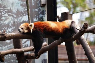 「写楽」さんからの投稿写真＠夢見ヶ崎動物公園