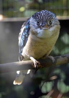 「写楽」さんからの投稿写真＠夢見ヶ崎動物公園