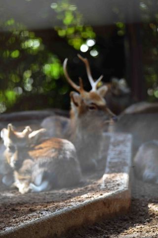 「写楽」さんからの投稿写真＠夢見ヶ崎動物公園