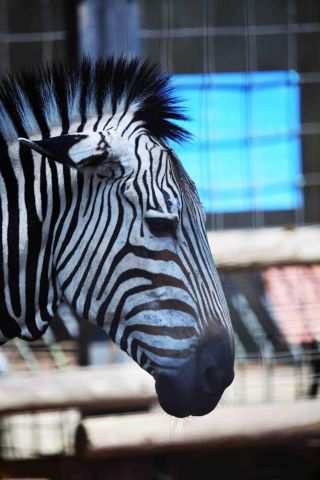 「写楽」さんからの投稿写真＠夢見ヶ崎動物公園