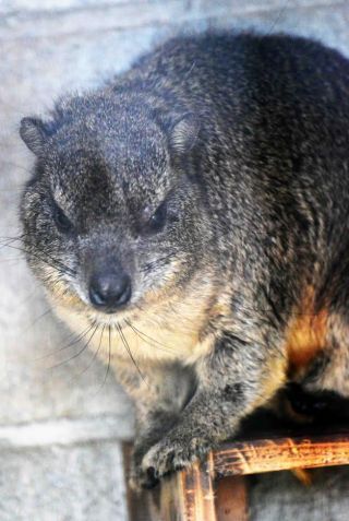 「写楽」さんからの投稿写真＠夢見ヶ崎動物公園