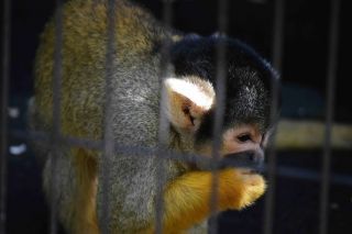 「写ガール」さんからの投稿写真＠夢見ヶ崎動物公園