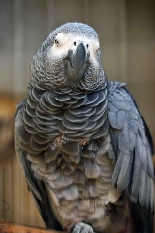 「写楽」さんからの投稿写真＠夢見ヶ崎動物公園