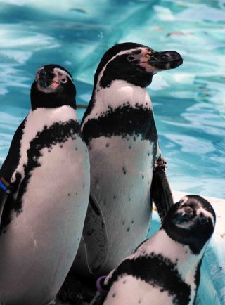 「写ガール」さんからの投稿写真＠夢見ヶ崎動物公園