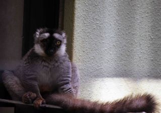 「写ガール」さんからの投稿写真＠夢見ヶ崎動物公園