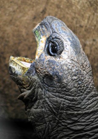 「写ガール」さんからの投稿写真＠夢見ヶ崎動物公園