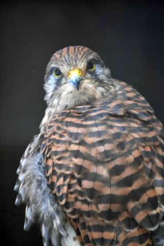 「写楽」さんからの投稿写真＠夢見ヶ崎動物公園