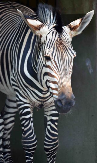 「写楽」さんからの投稿写真＠夢見ヶ崎動物公園