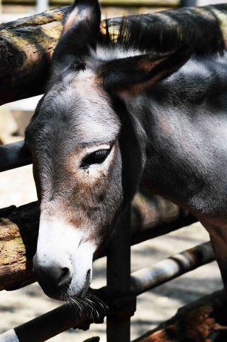 「写ガール」さんからの投稿写真＠夢見ヶ崎動物公園