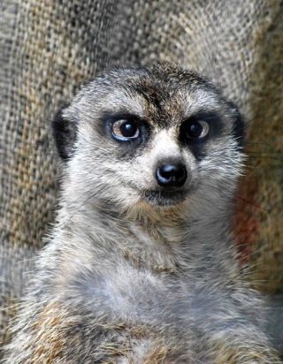 「写ガール」さんからの投稿写真＠夢見ヶ崎動物公園