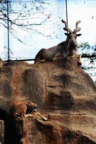 「写楽」さんからの投稿写真＠夢見ヶ崎動物公園