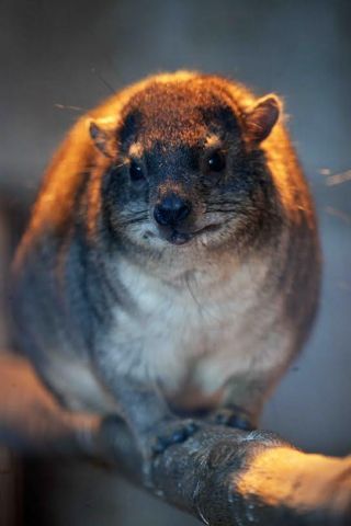 「写楽」さんからの投稿写真＠夢見ヶ崎動物公園