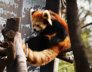 「写ガール」さんからの投稿写真＠夢見ヶ崎動物公園