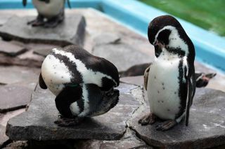 「写楽」さんからの投稿写真＠夢見ヶ崎動物公園