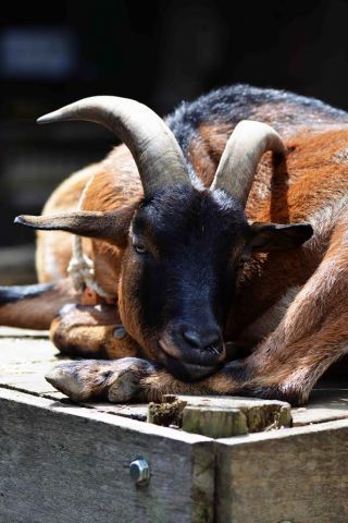 「写楽」さんからの投稿写真＠夢見ヶ崎動物公園