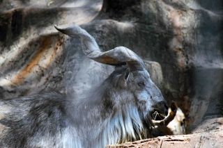 「写ガール」さんからの投稿写真＠夢見ヶ崎動物公園