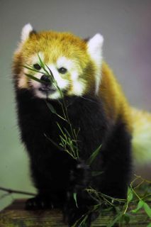 「写楽」さんからの投稿写真＠夢見ヶ崎動物公園