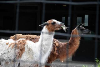 「写ガール」さんからの投稿写真＠夢見ヶ崎動物公園